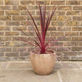 PLANT cordyline australis cordyline charlie boy