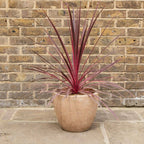 PLANT cordyline australis cordyline charlie boy