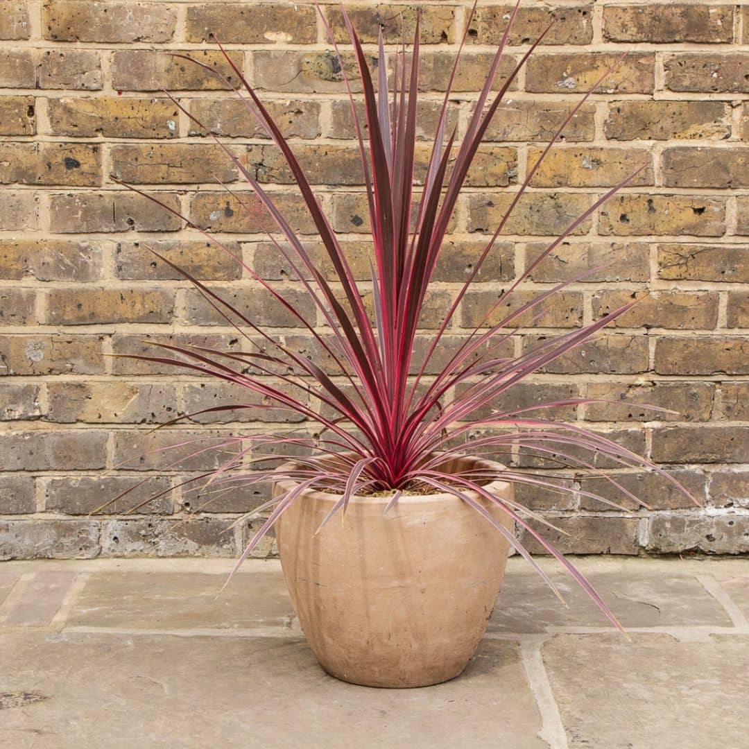 PLANT cordyline australis cordyline charlie boy