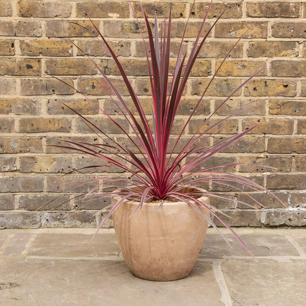 PLANT - Cordyline 'Charlie Boy' (Cordyline australis)