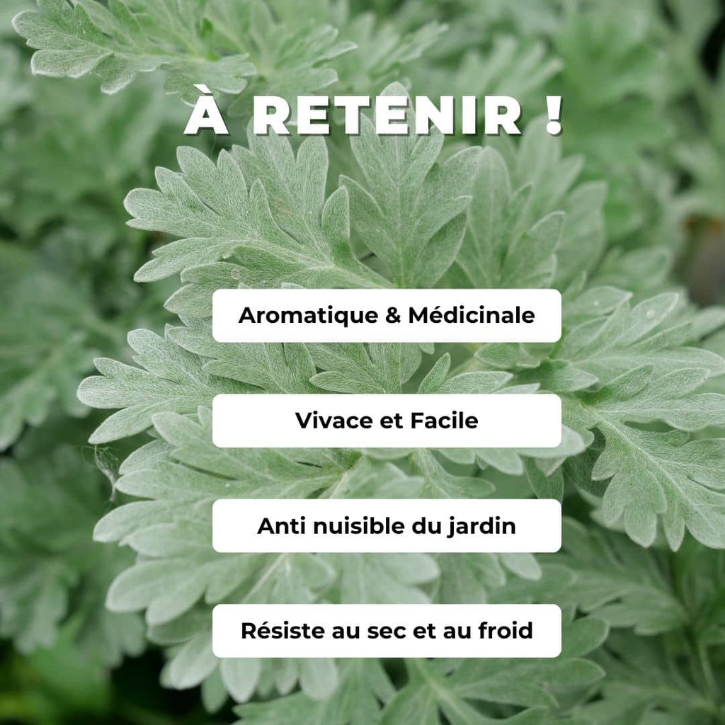 PLANT d'Absinthe ARTEMISIA ABSINTHIUM  à cultiver avec monde vegetal quels sont ses bienfaits