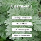 PLANT d'Absinthe ARTEMISIA ABSINTHIUM  à cultiver avec monde vegetal quels sont ses bienfaits