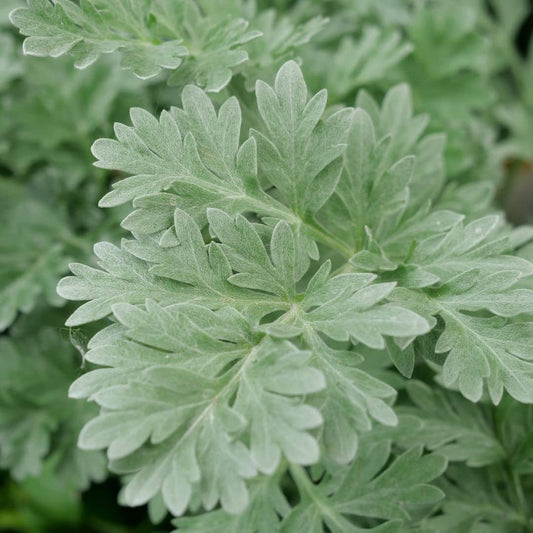 PLANT d'Absinthe ARTEMISIA ABSINTHIUM  à cultiver avec monde vegetal