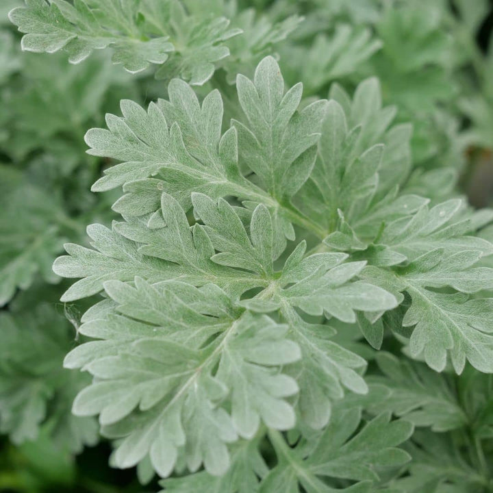 PLANT d'Absinthe ARTEMISIA ABSINTHIUM  à cultiver avec monde vegetal