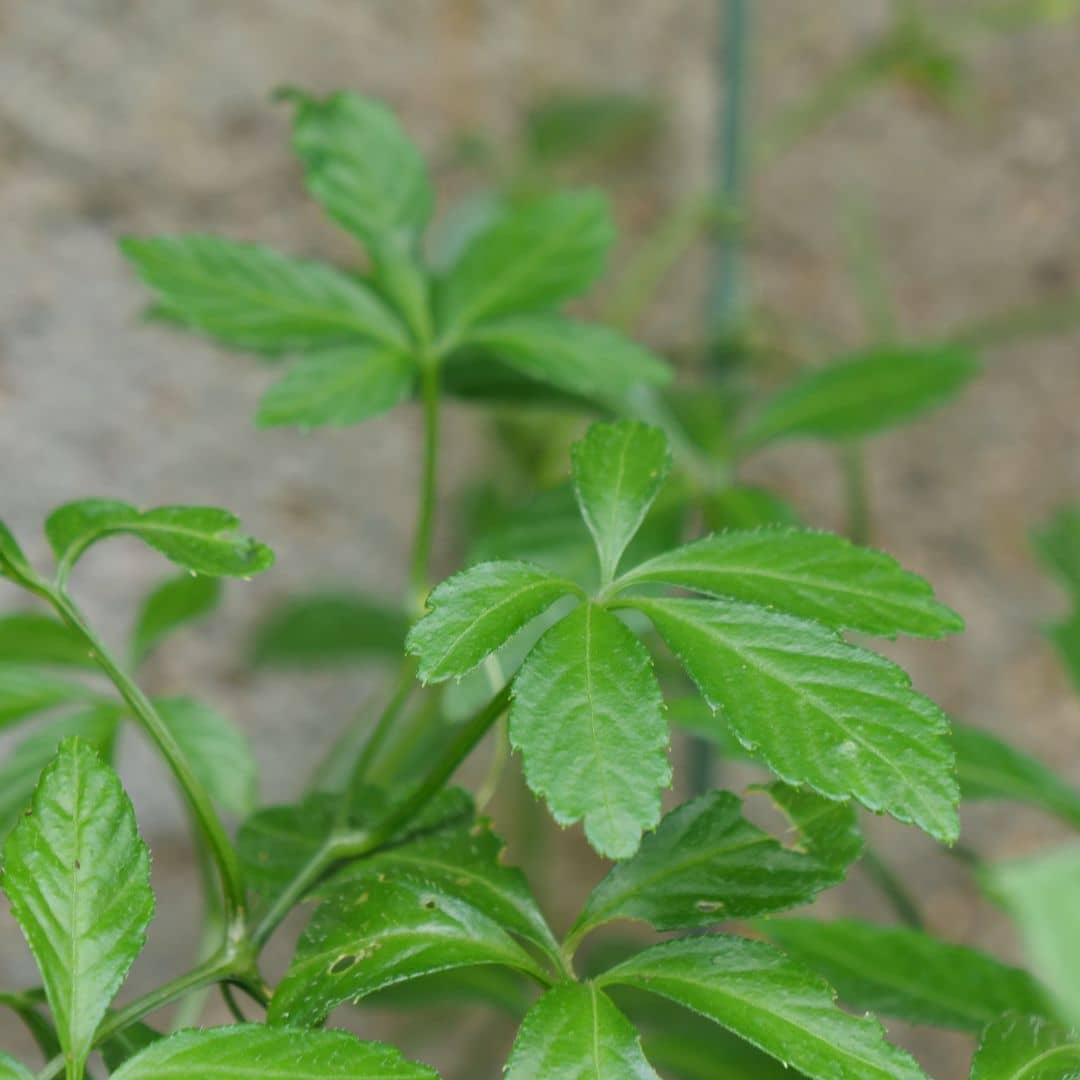 PLANT d'Herbe de l'Immortalité Gynostemma pentaphyllum comment planter et cultiver monde vegetal