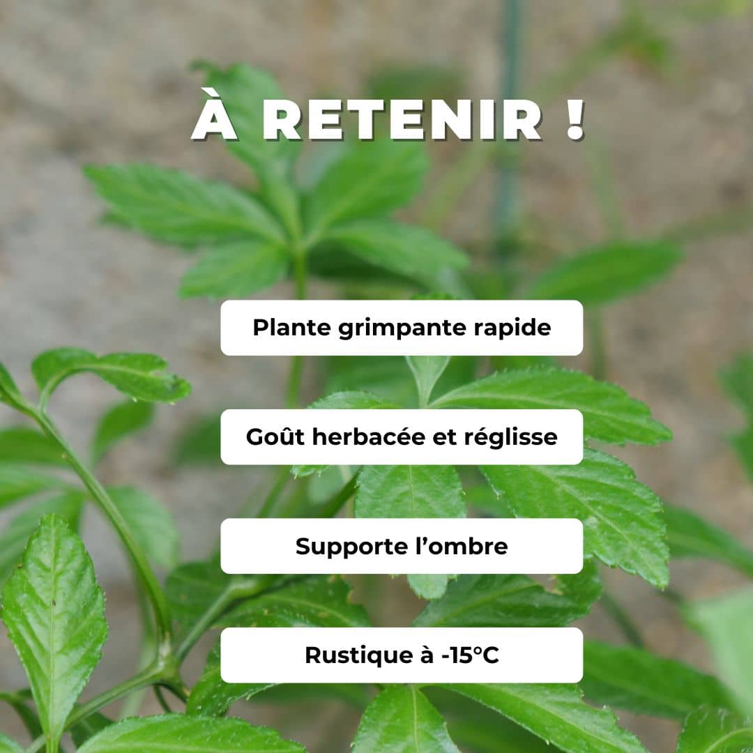 PLANT d'Herbe de l'Immortalité Gynostemma pentaphyllum comment planter et cultiver monde vegetal plante aromatique bonne pour la santé