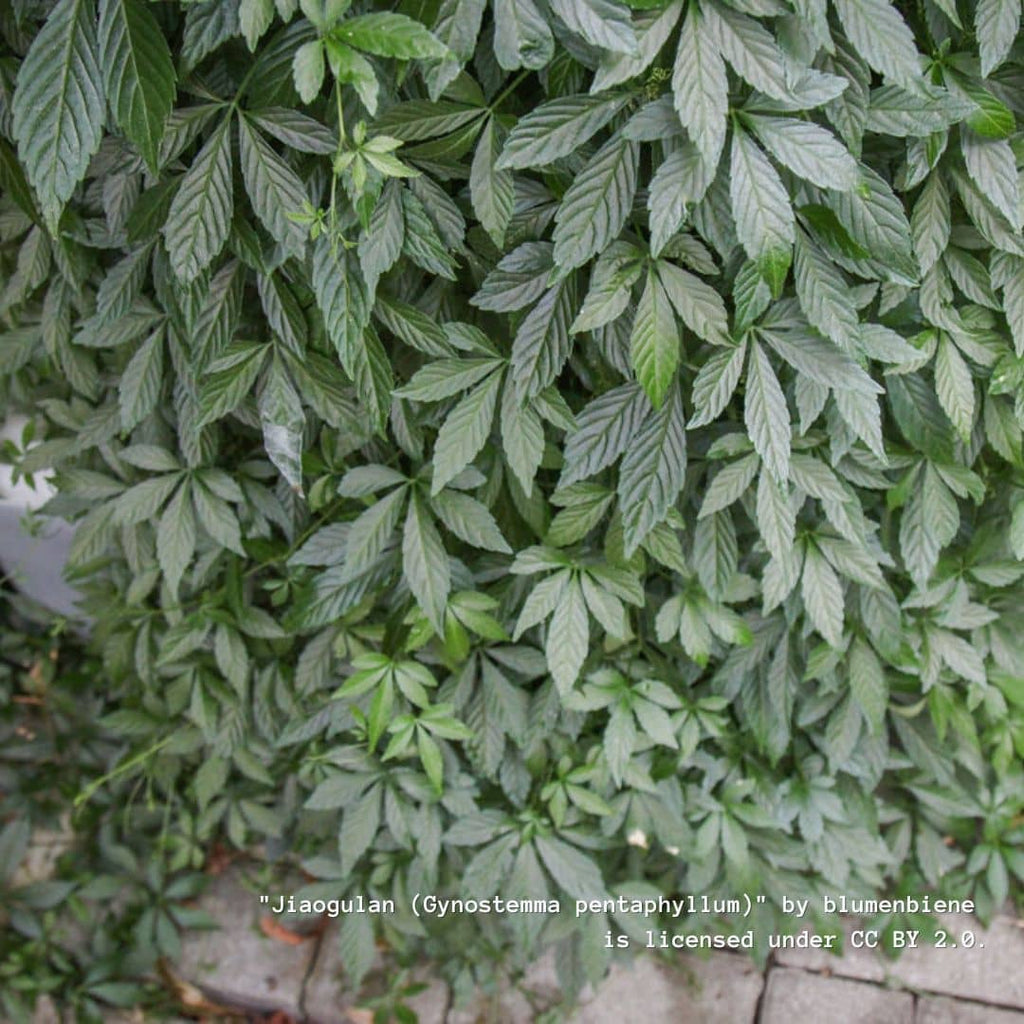 Jiaogulan — Herbe de l’immortalité (Gynostemma pentaphyllum)