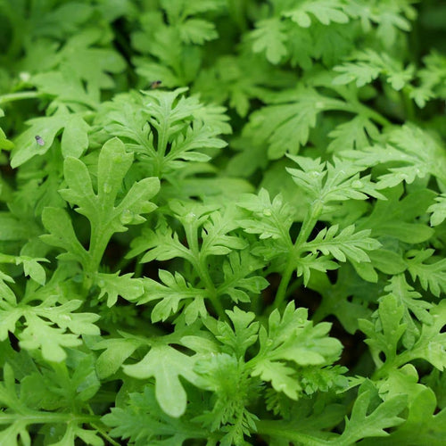 PLANT d'armoise annuelle Artemisia annua