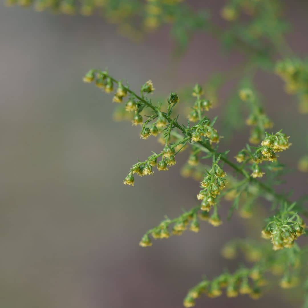 PLANT d'armoise annuelle Artemisia annua comment la planter et la cultiver