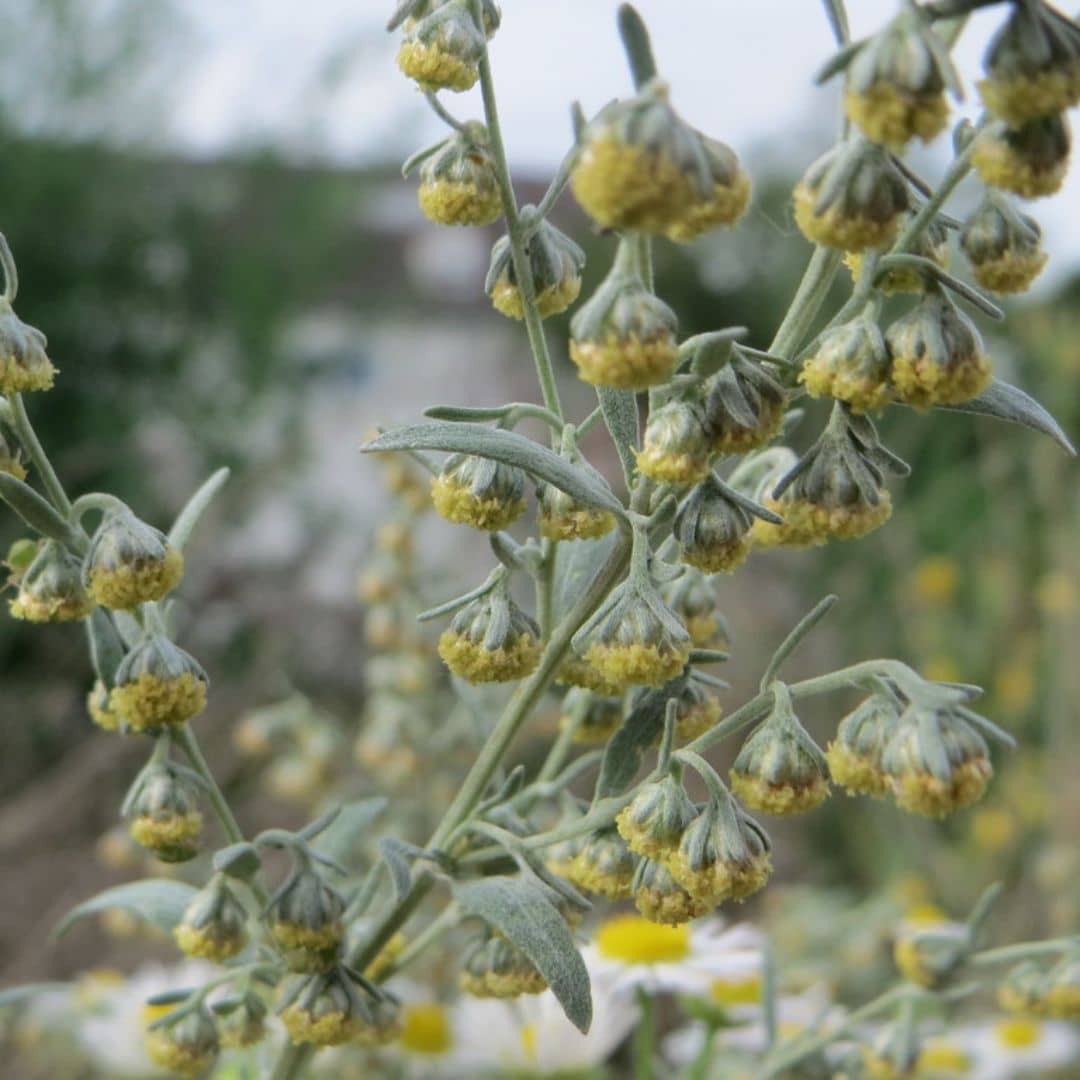 PLANT de Absinthe Artemisia absinthium