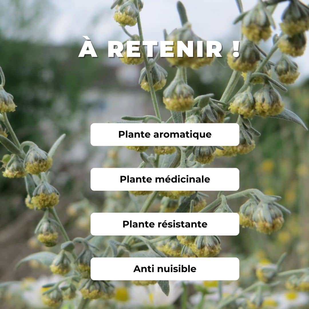 PLANT de Absinthe Artemisia absinthium comment la cultiver