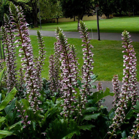 PLANT de Acanthe à feuilles molles Acanthus mollis a planter