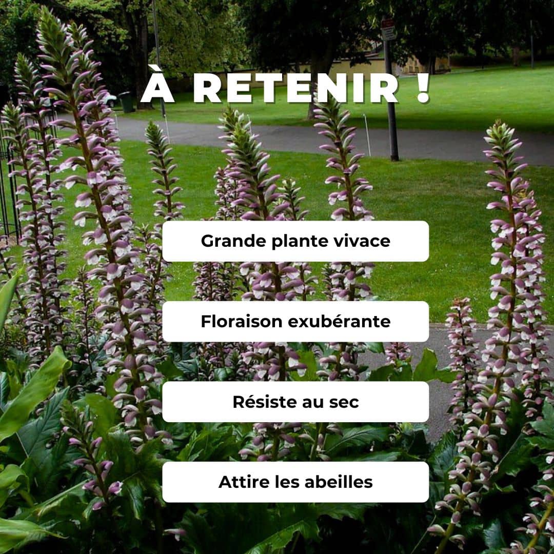 PLANT de Acanthe à feuilles molles Acanthus mollis comment planter et cultiver