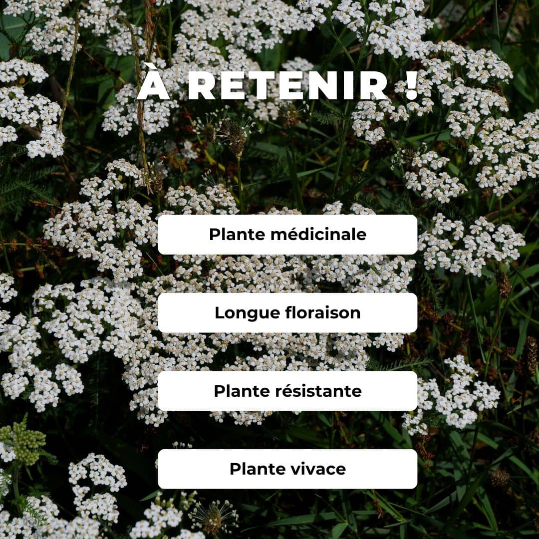 PLANT de Achillée millefolium achillée millefeuille comment planter et cultiver