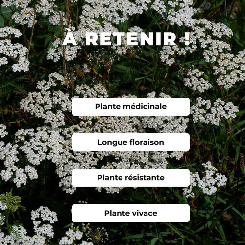 PLANT de Achillée millefolium achillée millefeuille comment planter et cultiver
