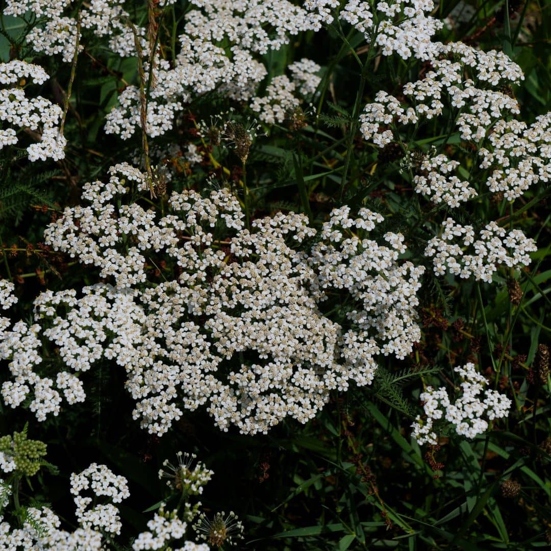 PLANT de Achillée millefolium achillée millefeuille plantes sauvages