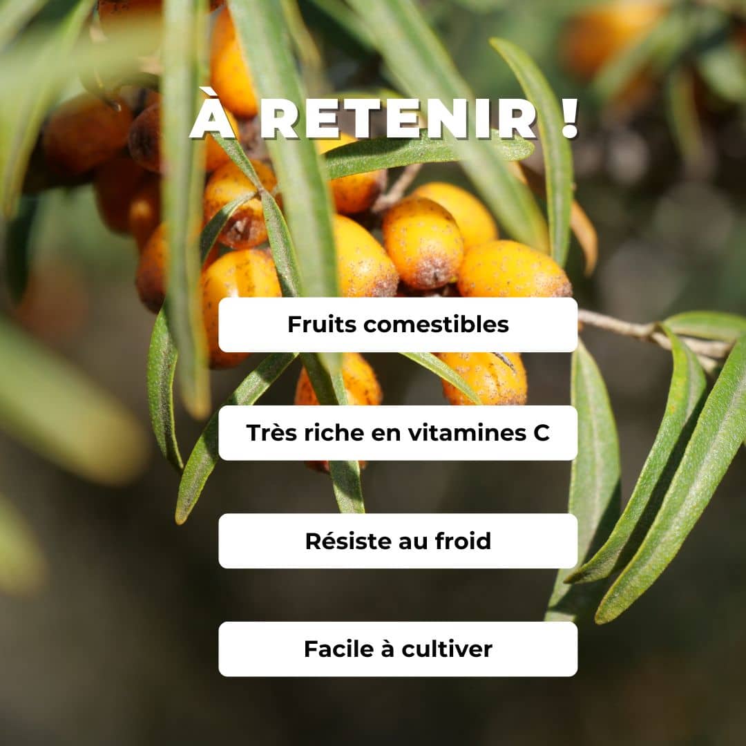 PLANT de Argousier Commun Hippophae rhamnoides comment planter et cultiver