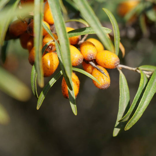 PLANT de Argousier Commun Hippophae rhamnoides plantes comestibles