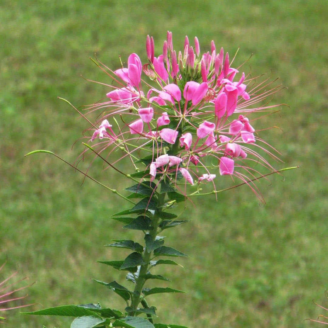 PLANT de Cleome spinosa Cleome Rose Queen