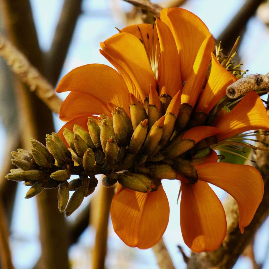 PLANT de Erythrina caffra Arbre corail à cultiver plantes rares