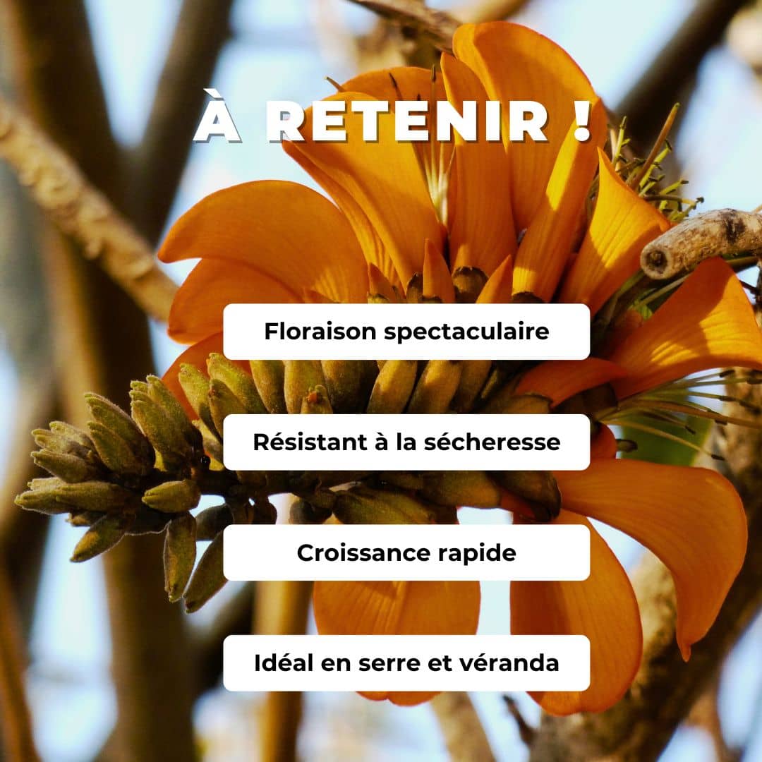 PLANT de Erythrina caffra Arbre corail comment planter et cultiver