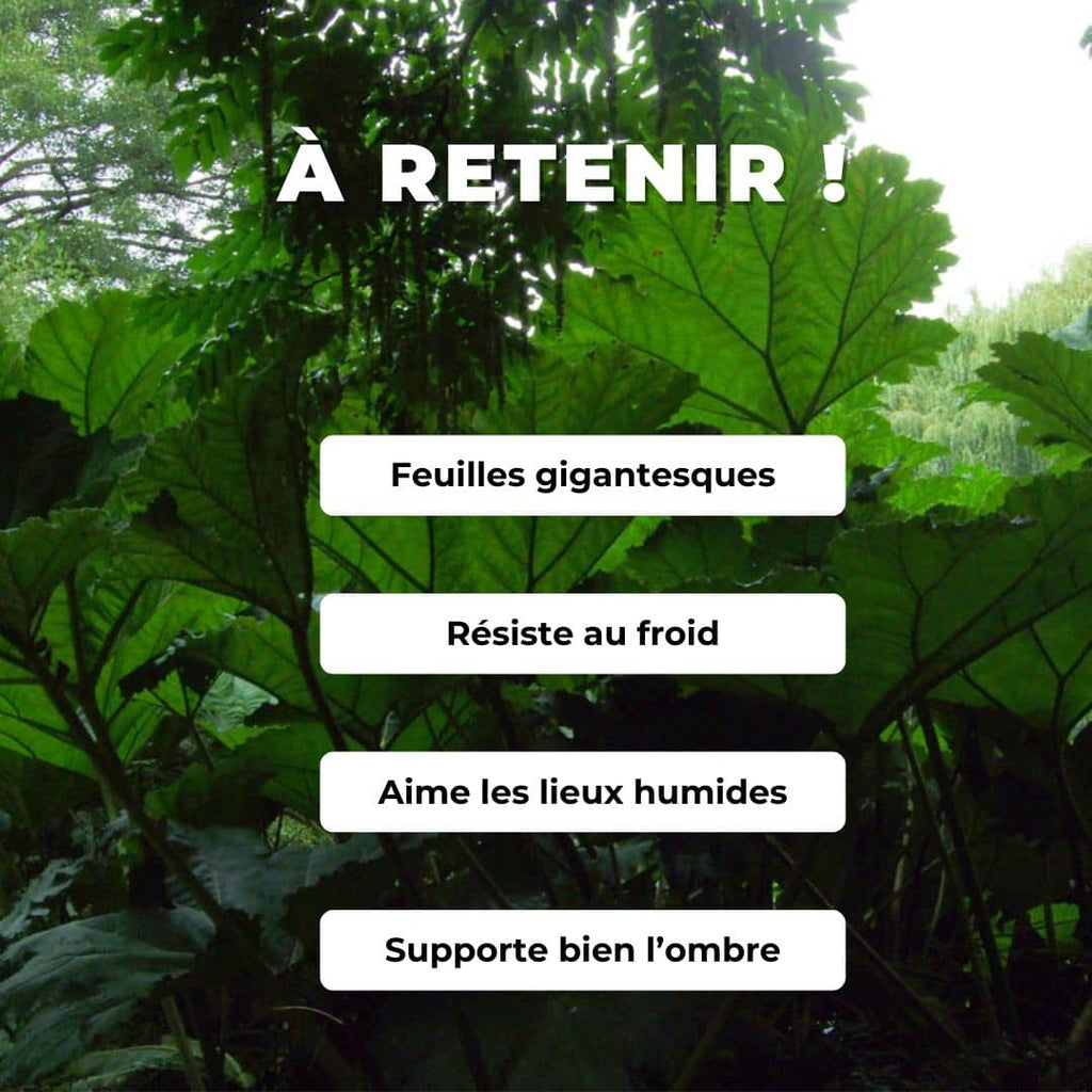 PLANT de Gunnere geante gunnera manicataplantes rares a feuilles geantes monde vegetal