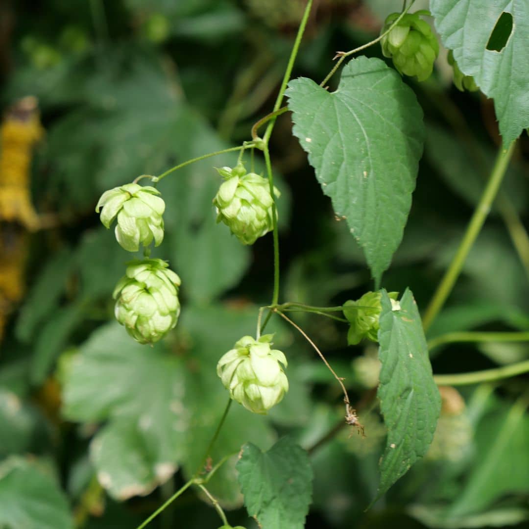 PLANT de Houblon en pot à cultiver monde vegetal