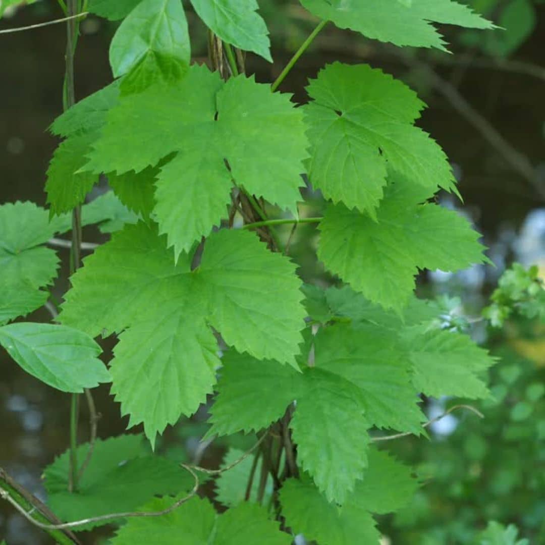 PFLANZE - Hopfen (Humulus lupulus)
