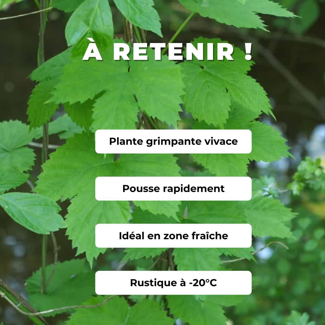 PLANT de Houblon en pot humulus lupulus  comment le planter et le cultiver