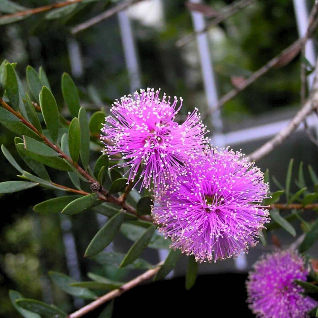 Melaleuca Rhodantha PLANT - Melaleuca Rose (Melaleuca nesophila) - Monde Végétal