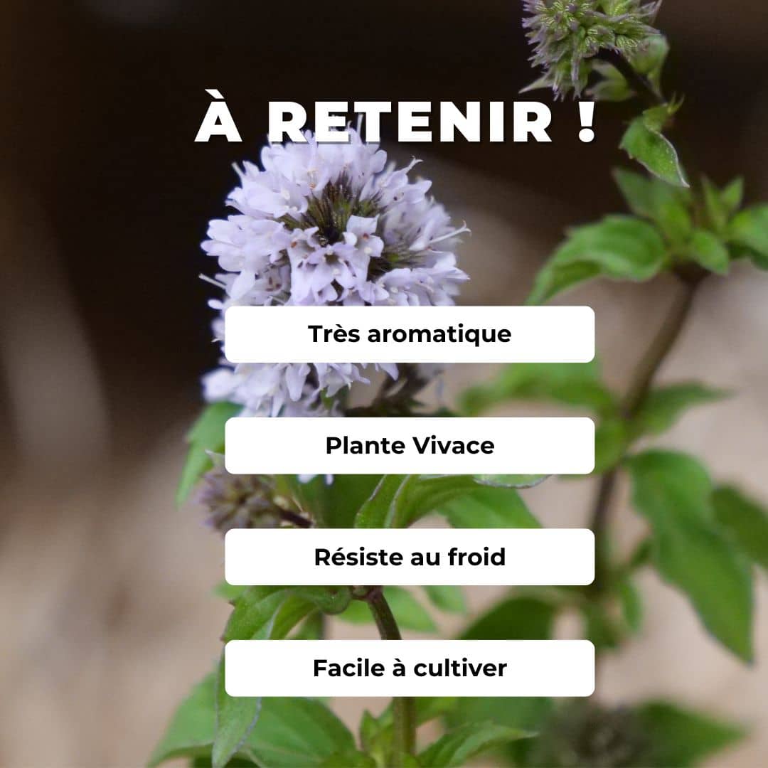 PLANT de Menthe Bergamote monde végétal