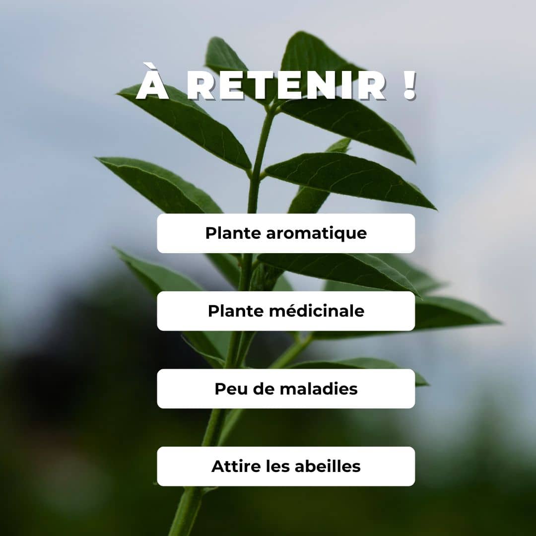 PLANT de Réglisse Glycyrrhiza glabra comment planter et cultiver