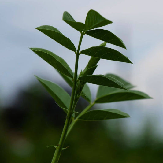 PLANT de Réglisse Glycyrrhiza glabra plantes aromatiques