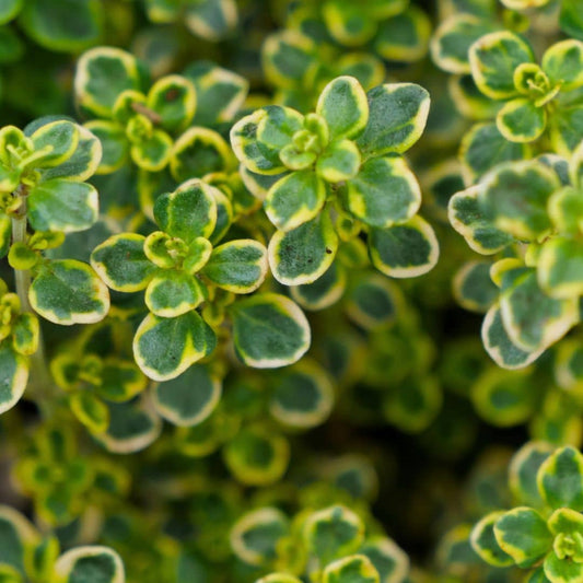 PLANT de Thym Citron Panaché Thymus citriodorus Variegata