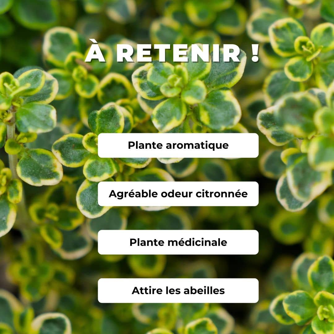 PLANT de Thym Citron Panaché Thymus citriodorus Variegata comment planter et cultiver
