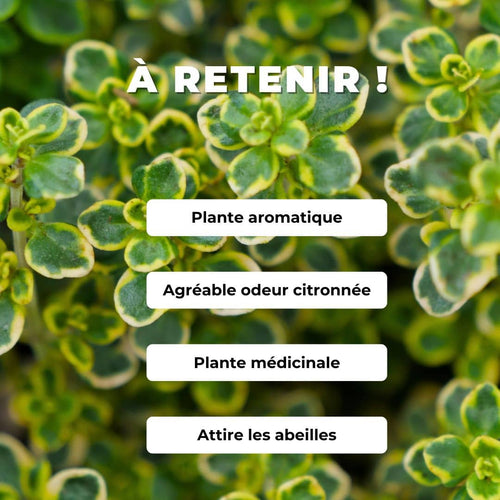 PLANT de Thym Citron Panaché Thymus citriodorus Variegata comment planter et cultiver