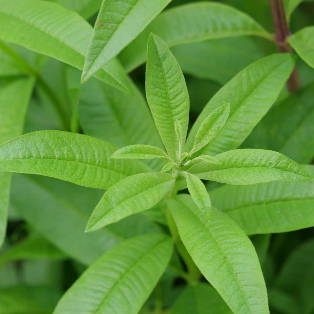 PLANT de Verveine Citronnelle  Aloysia citrodora plantes aromatique au goût de citron monde végétal