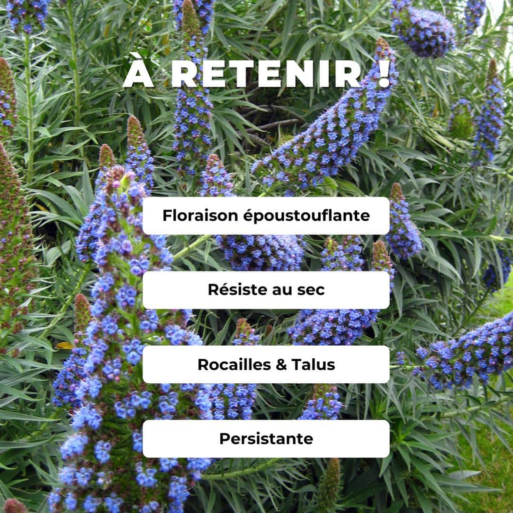 PLANT de Vipérine de Madère Echium candicans monde végétal
