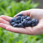 PLANT de baie de maie un arbuste fruitier facile à cultiver par monde vegetal