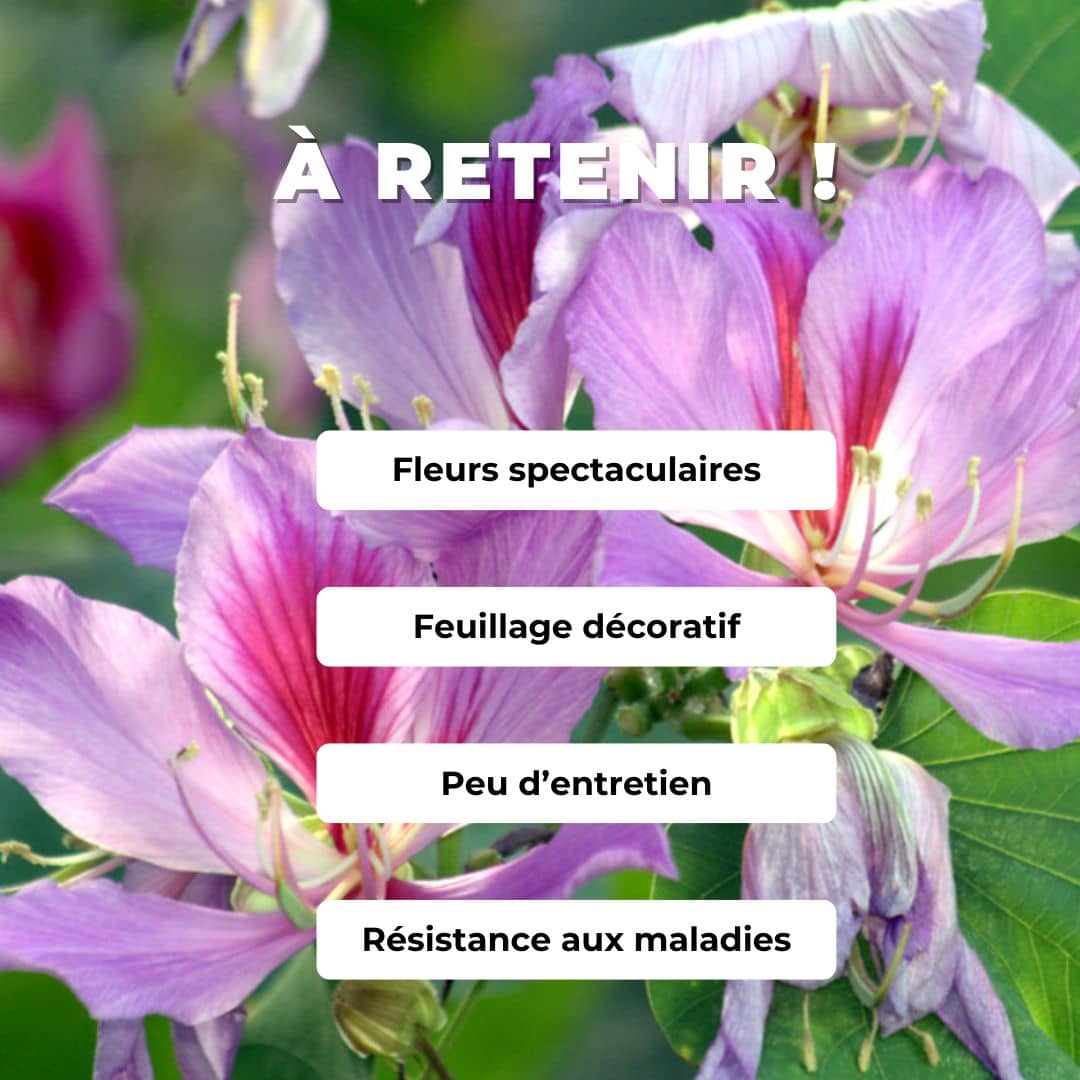 PLANT de bauhinia variegata arbre à orchidées comment planter et cultiver