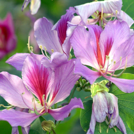 PLANT de bauhinia variegata arbre à orchidées monde vegetal