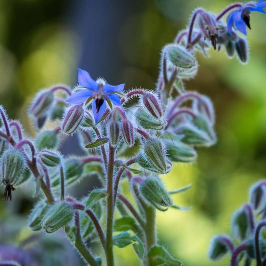 PLANT de bourrache officinale Borago officinalis