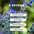 PLANT de bourrache officinale Borago officinalis comment planter et cultiver