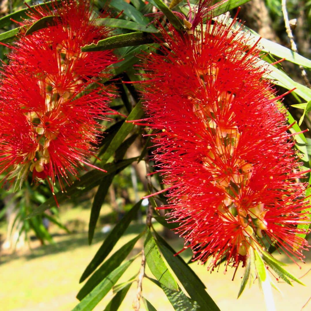 PLANT de callistemon viminalis Rince bouteille pleureur monde vegetal