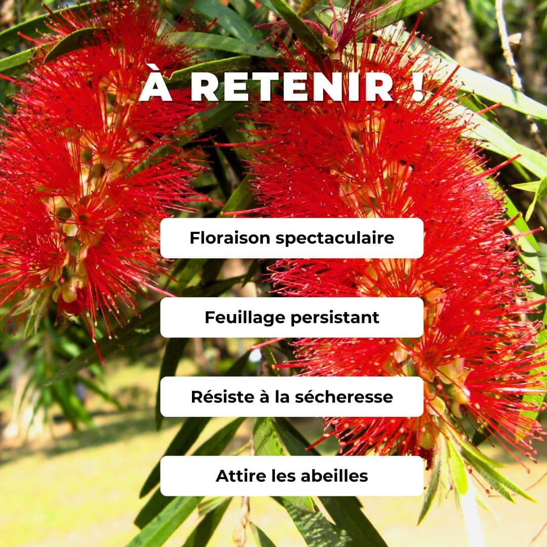 PLANT de callistemon viminalis Rince bouteille pleureur monde vegetal comment planter et cultiver