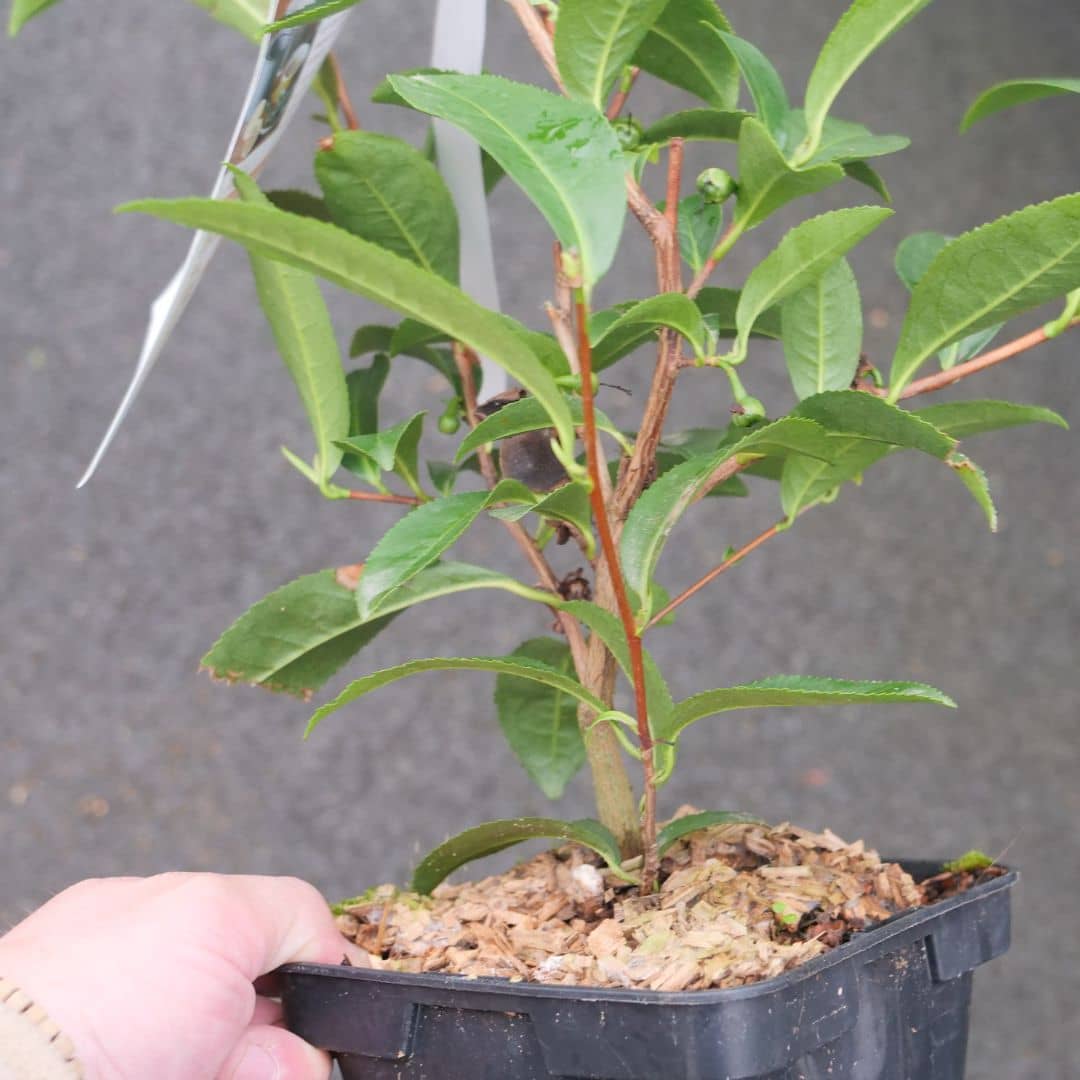 PLANT de camelia sinensis cultiver son propre thé