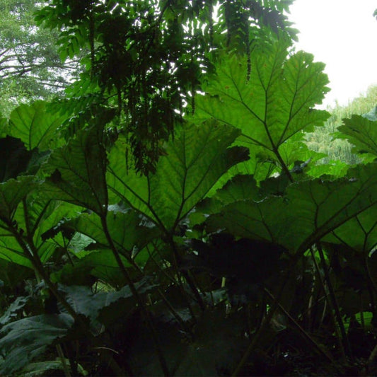 PLANT de gunnera manicata gunnere geante pot de deux litres