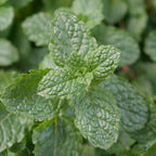 PLANT de menthe marocaine mentha à cultiver