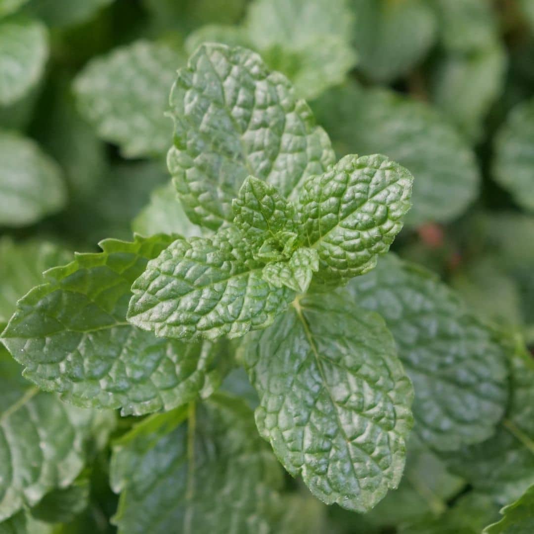 PLANT de menthe marocaine mentha à cultiver