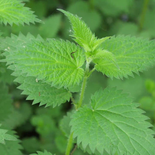 PLANT de ortie dioique a planter utrtica dioica